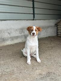 Cucciolo taglia medio grande