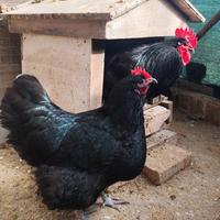 Gallo e gallina Australorp nero adulti