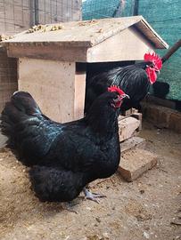 Gallo e gallina Australorp nero adulti