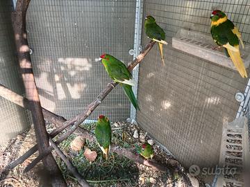 Kakariki novelli