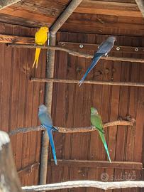 Parrocchetti dal collare