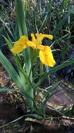 Giglio d'acqua per Pesci Rossi