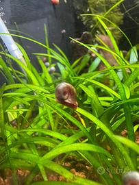 Lumache planorbarius