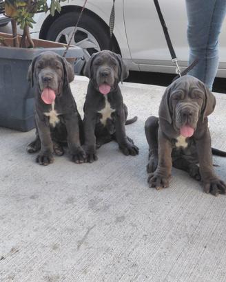 mastino napoletano 
