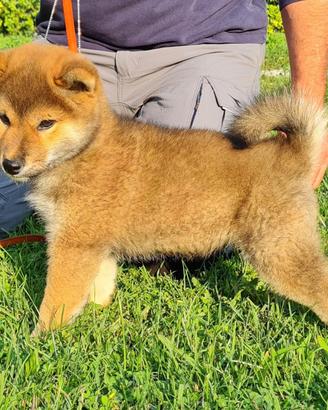 Cuccioli di shiba inu