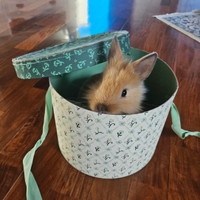 Coniglietta testa di leone nano