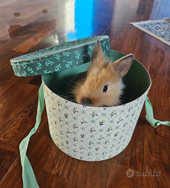 Coniglietta testa di leone nano