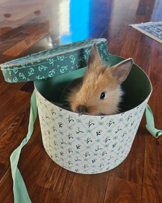 Coniglietta testa di leone nano