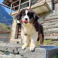 Cucciola di Pastore Australiano