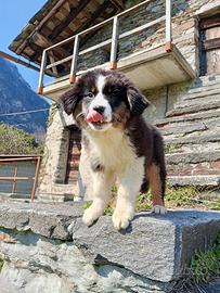 Cucciola di Pastore Australiano