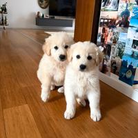 Cucciolo e cucciola maremmanine disponibili