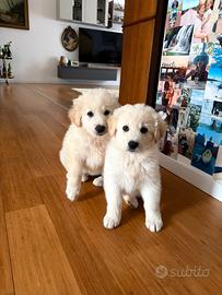 Cucciolo e cucciola maremmanine disponibili