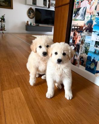 Cucciolo e cucciola maremmanine disponibili