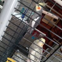 Pappagalli calopsiti