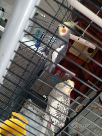 Pappagalli calopsiti