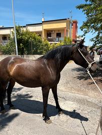 Cavalla