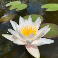 Ninfea bianca