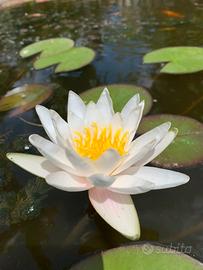 Ninfea bianca