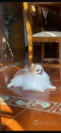 FIDANZATA PER SIMBA Pomerania toy accoppiamento