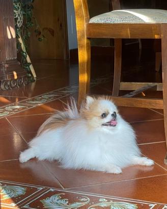 FIDANZATA PER SIMBA Pomerania toy accoppiamento