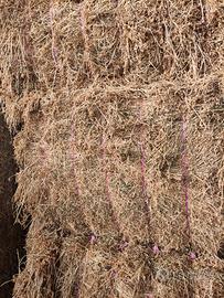 Fieno di Erba Medica