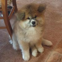 Akita inu pelo lungo