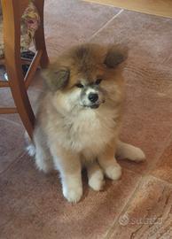 Akita inu pelo lungo