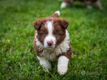 Cuccioli di Border collie