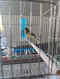 Uccelli