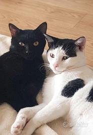 Coppia d'oro: Silvio e Sbirulo, 3 anni d'amore