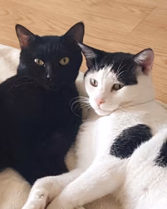 Coppia d'oro: Silvio e Sbirulo, 3 anni d'amore