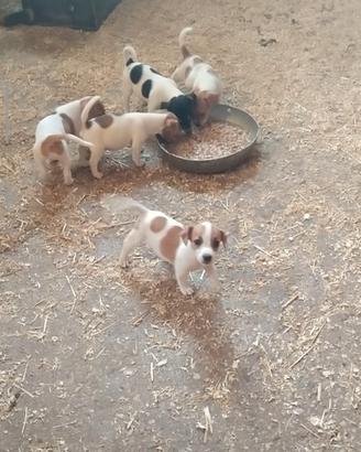 Cuccioli Jack Russel