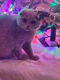 Gattina Scottish fold