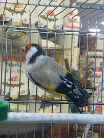 Cardellino eumo 2025