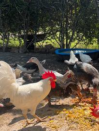 Galli galline anatre conigli