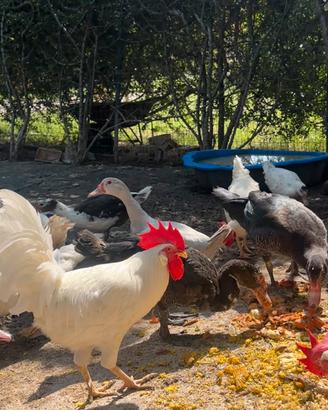 Galli galline anatre conigli