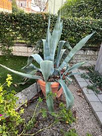 Piante agave in vaso