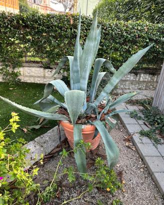 Piante agave in vaso
