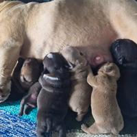 American bully exotic