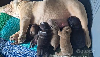 American bully exotic
