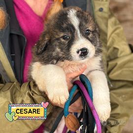 Cesare dolce cucciolo maschio in adozione
