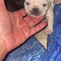 Cuccioli di bulldog francese