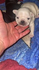 Cuccioli di bulldog francese