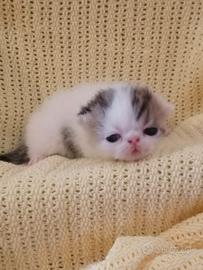 Gattini exotic shorthair pelo corto- Pedigree