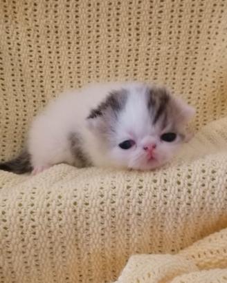 Gattini exotic shorthair pelo corto- Pedigree