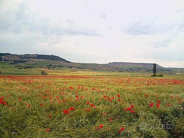 Campi seminativi e viticoli a campo dell elba