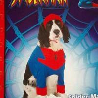 Carnevale dog spider man