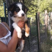 Cucciolo tricolore Australian Sheperd
