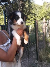 Cucciolo tricolore Australian Sheperd