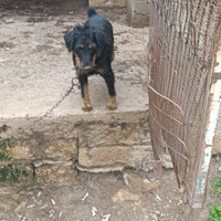 Yaght Terrier femmina di 18 mesi da caccia